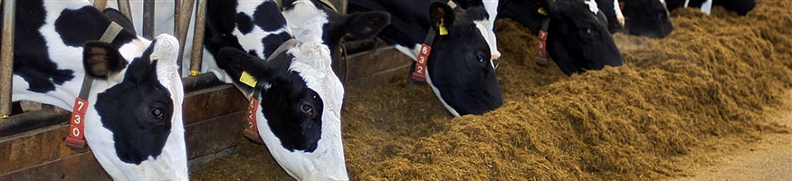 Ashirwad Minerals Udaipur